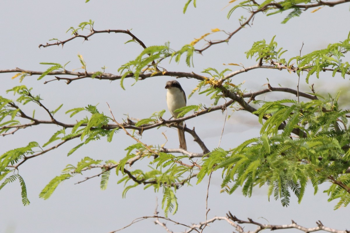 Bay-backed Shrike - ML624181193