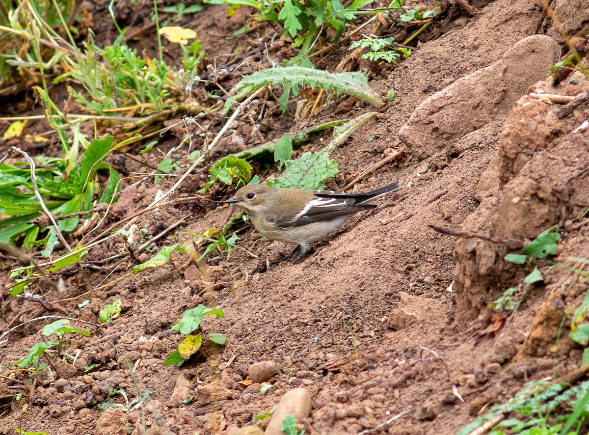 European Pied Flycatcher - ML624181194