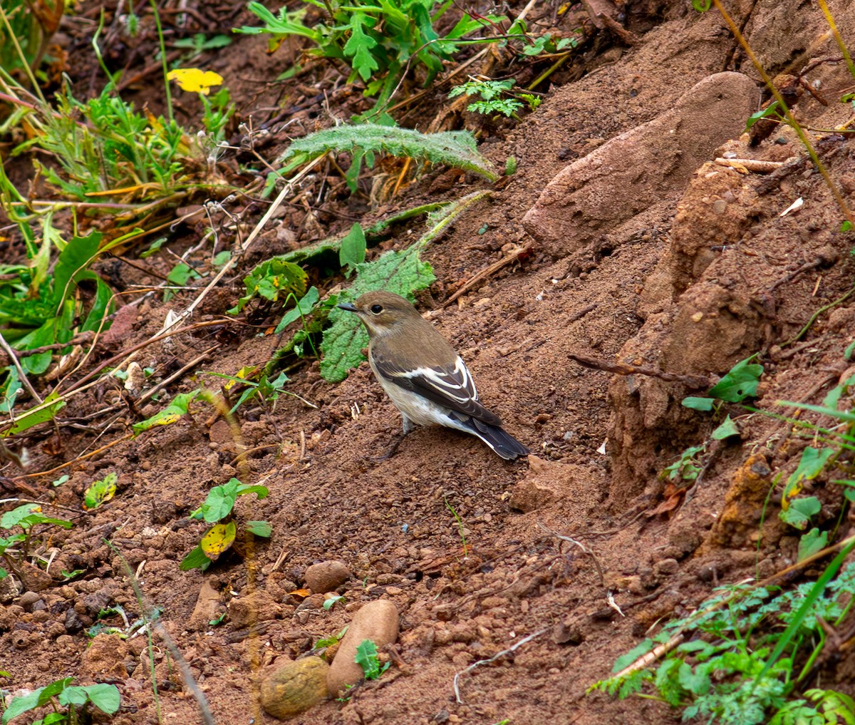 European Pied Flycatcher - ML624181195