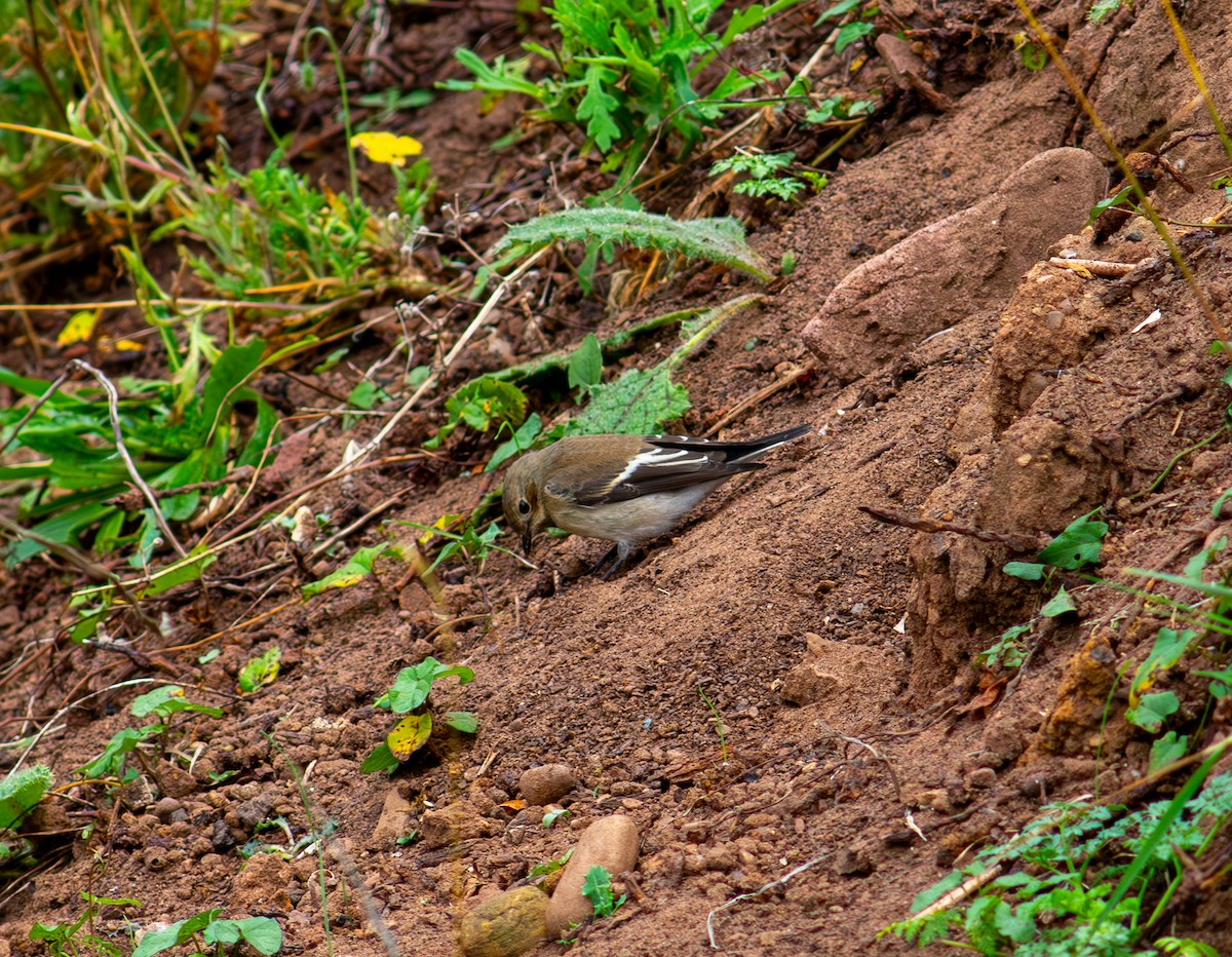 European Pied Flycatcher - ML624181196