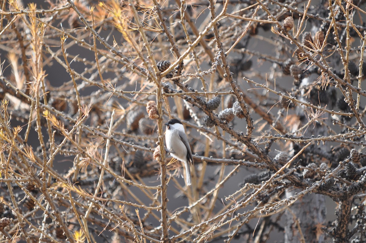 Mésange boréale - ML624181197