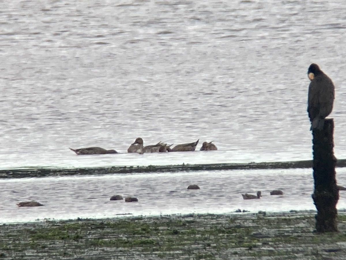 Northern Pintail - ML624181199