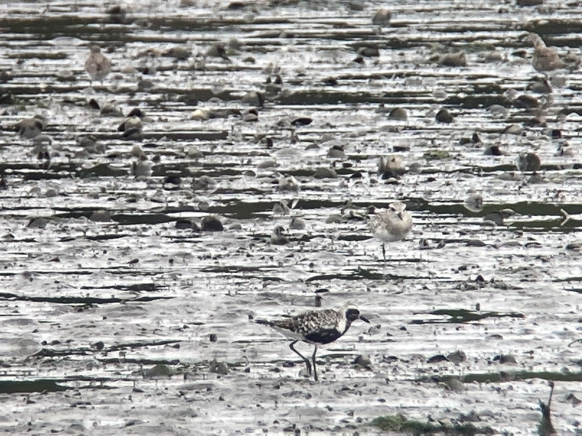 Black-bellied Plover - ML624181202