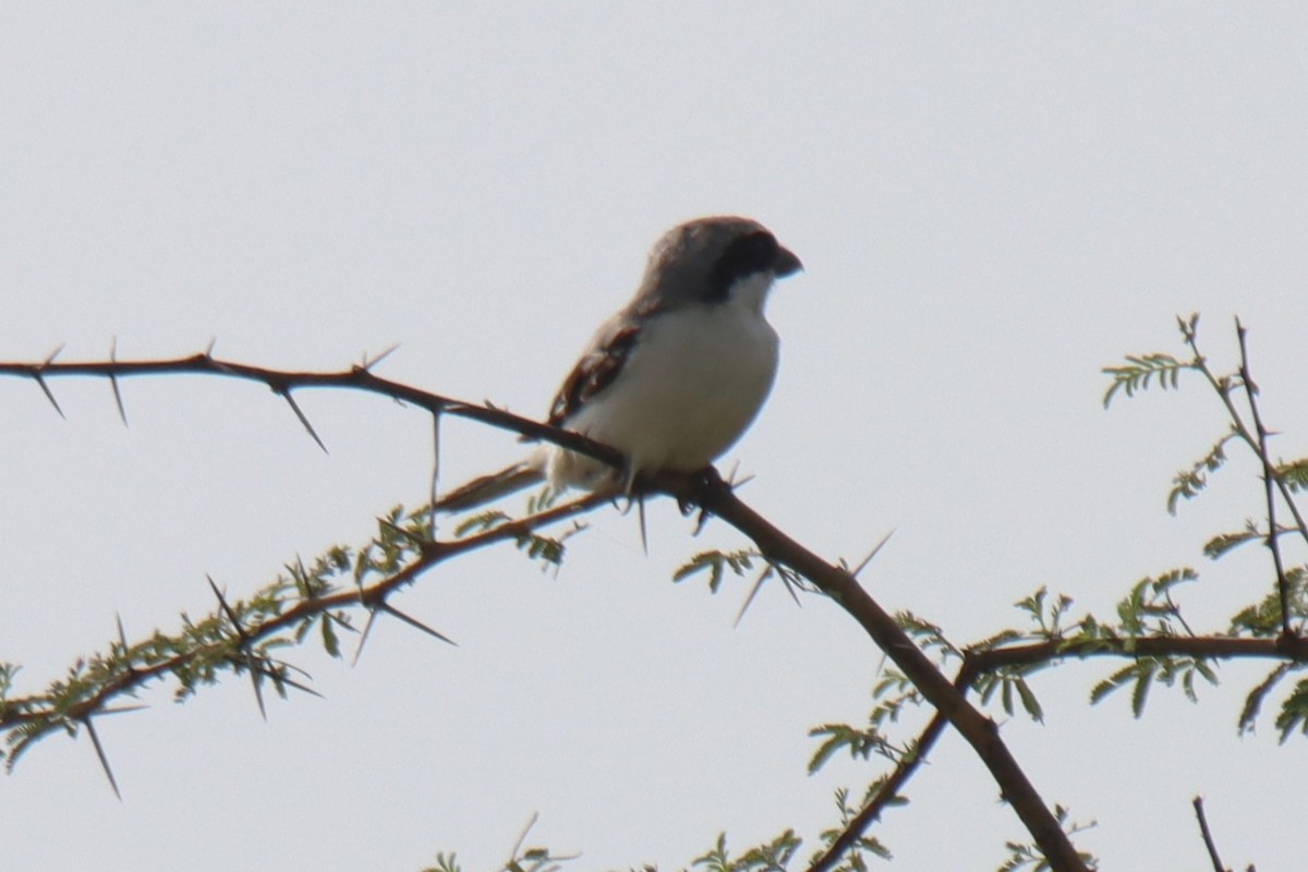 Great Gray Shrike (Indian) - ML624181203