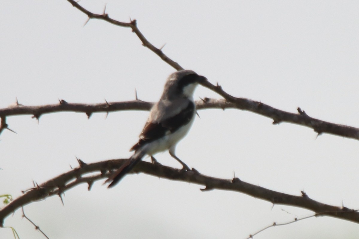 Great Gray Shrike (Indian) - ML624181204