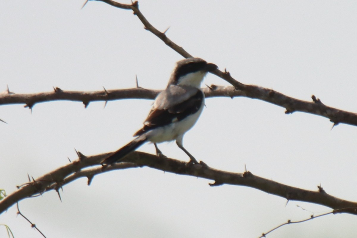 Great Gray Shrike (Indian) - ML624181205