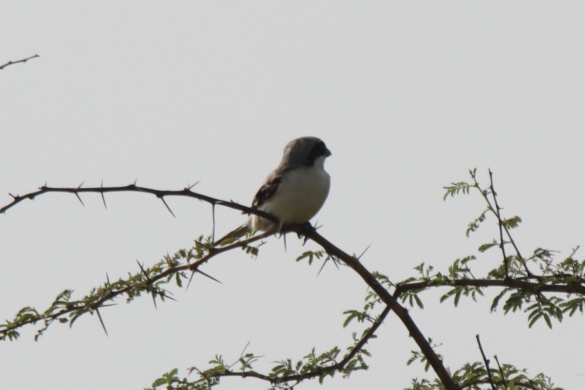 Great Gray Shrike (Indian) - ML624181206