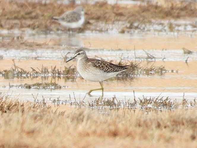 Wood Sandpiper - ML624181209