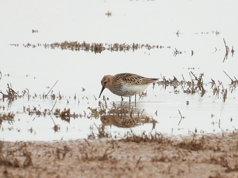 Dunlin - ML624181219