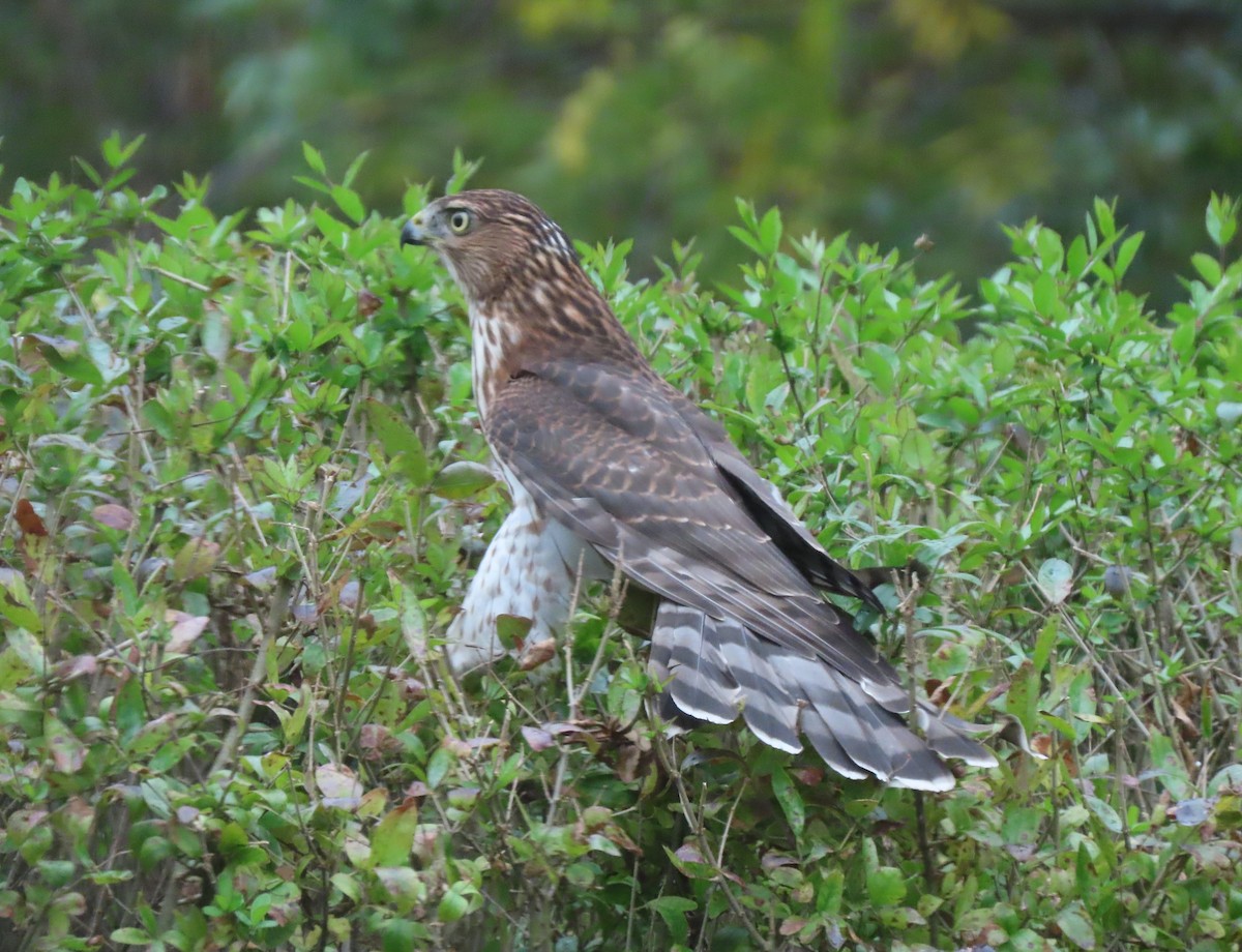 Cooper's Hawk - ML624181220