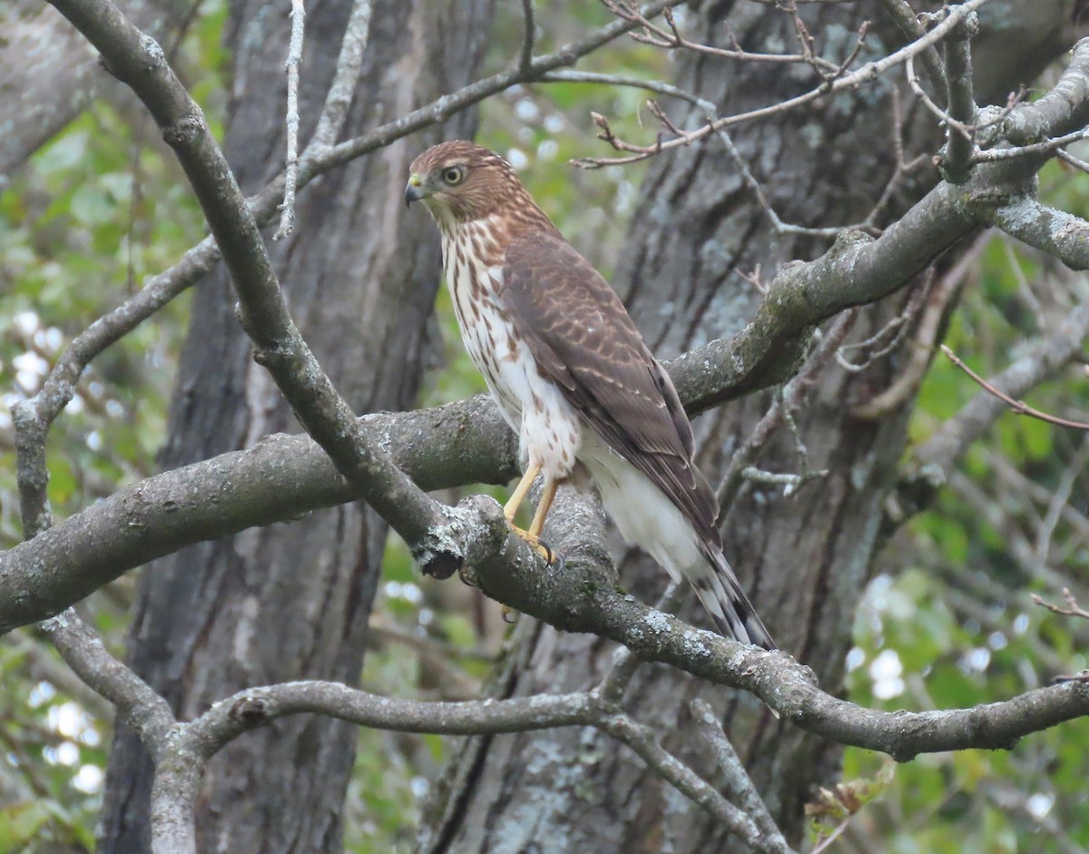 Cooper's Hawk - ML624181225