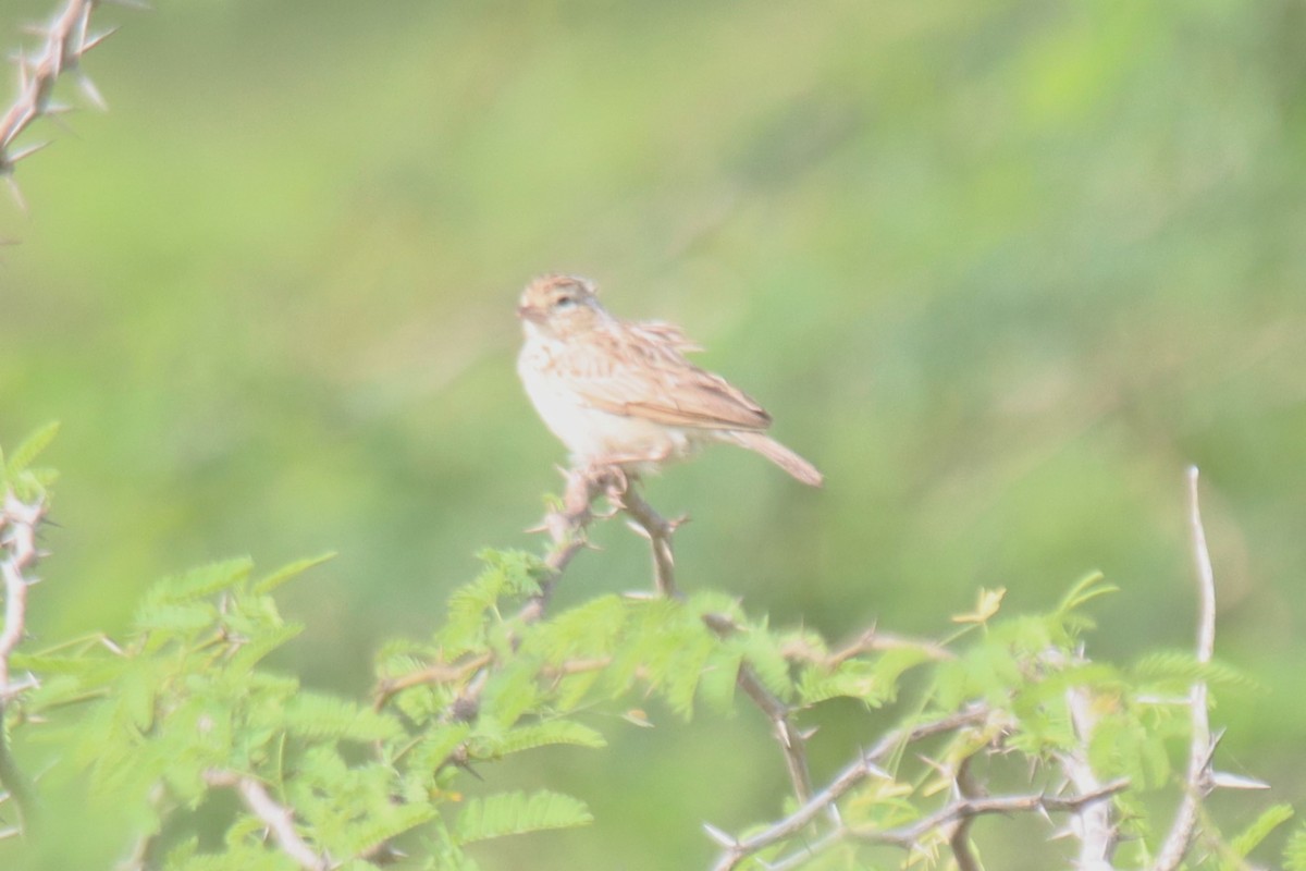 Indian Bushlark - ML624181227