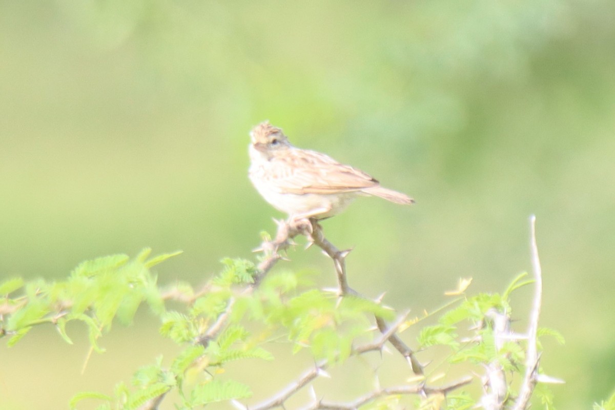 Indian Bushlark - ML624181228