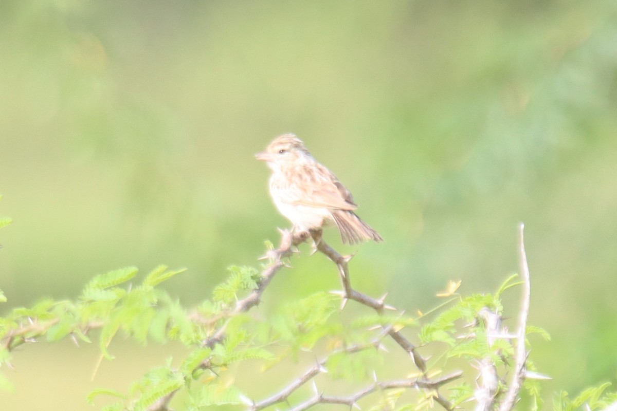 Indian Bushlark - Ajay Sarvagnam