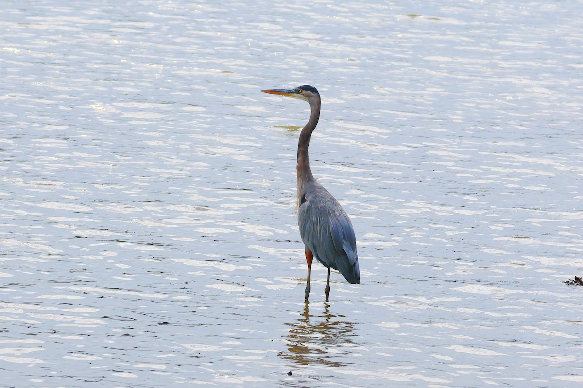 Great Blue Heron - ML624181236