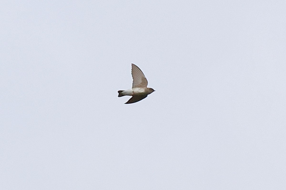 Northern Rough-winged Swallow - ML624181243