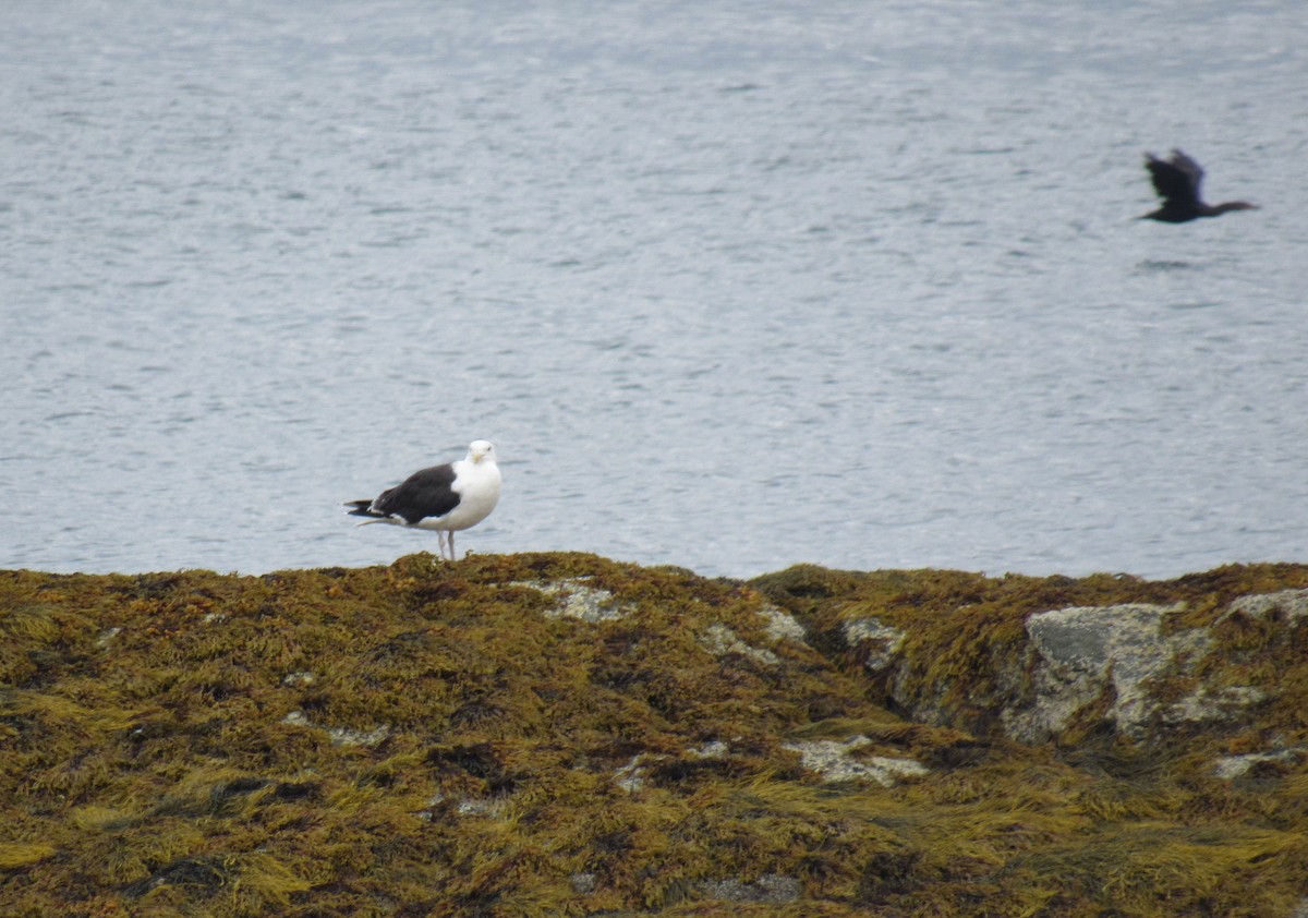 Great Black-backed Gull - ML624181244