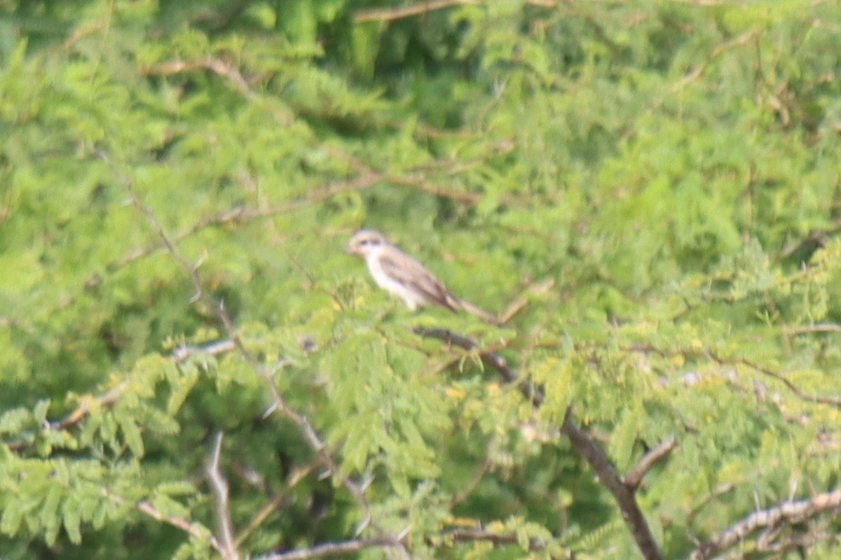 shrike sp. - ML624181246