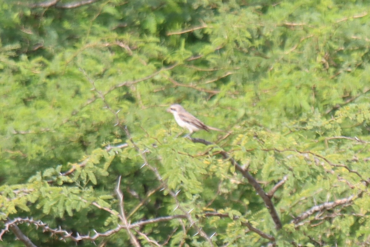 shrike sp. - ML624181248