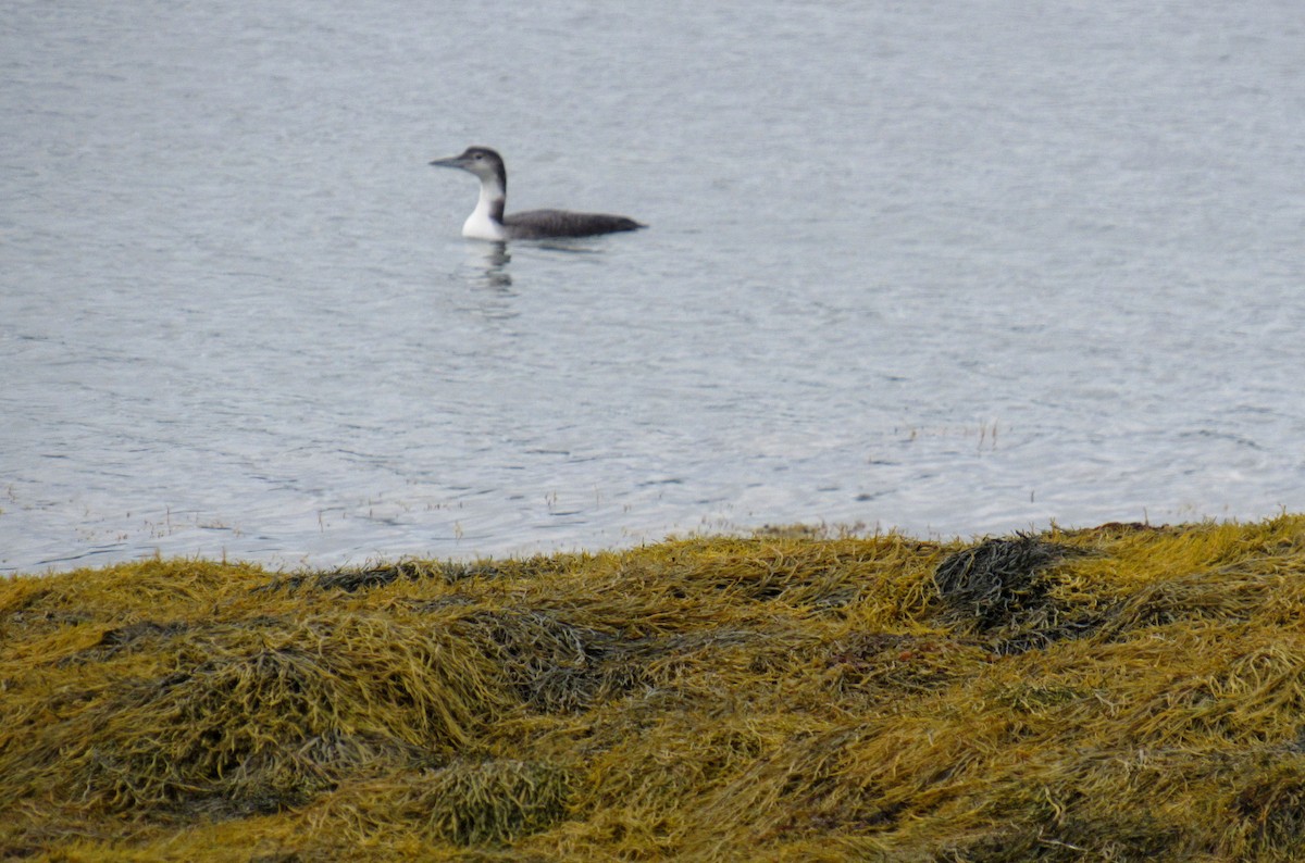 Common Loon - ML624181249