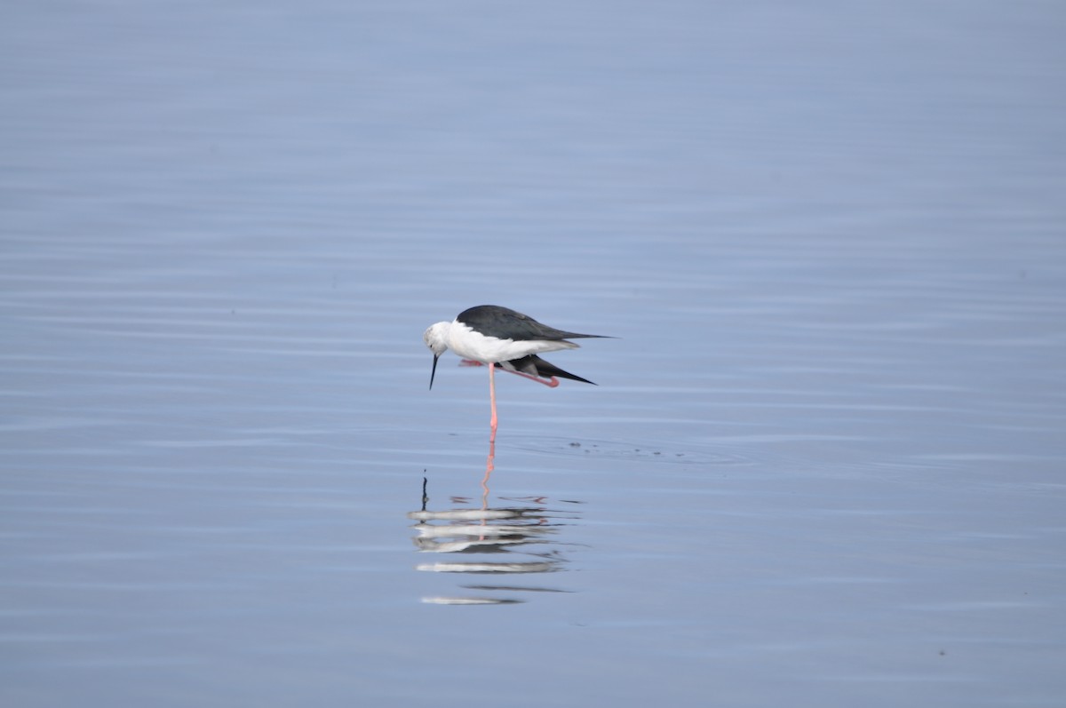 Black-winged Stilt - ML624181250