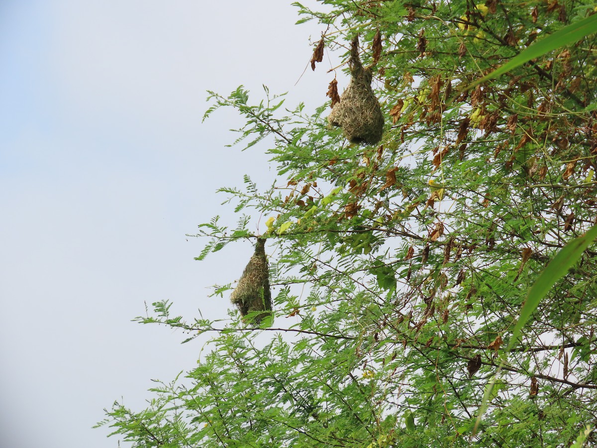 Baya Weaver - ML624181254