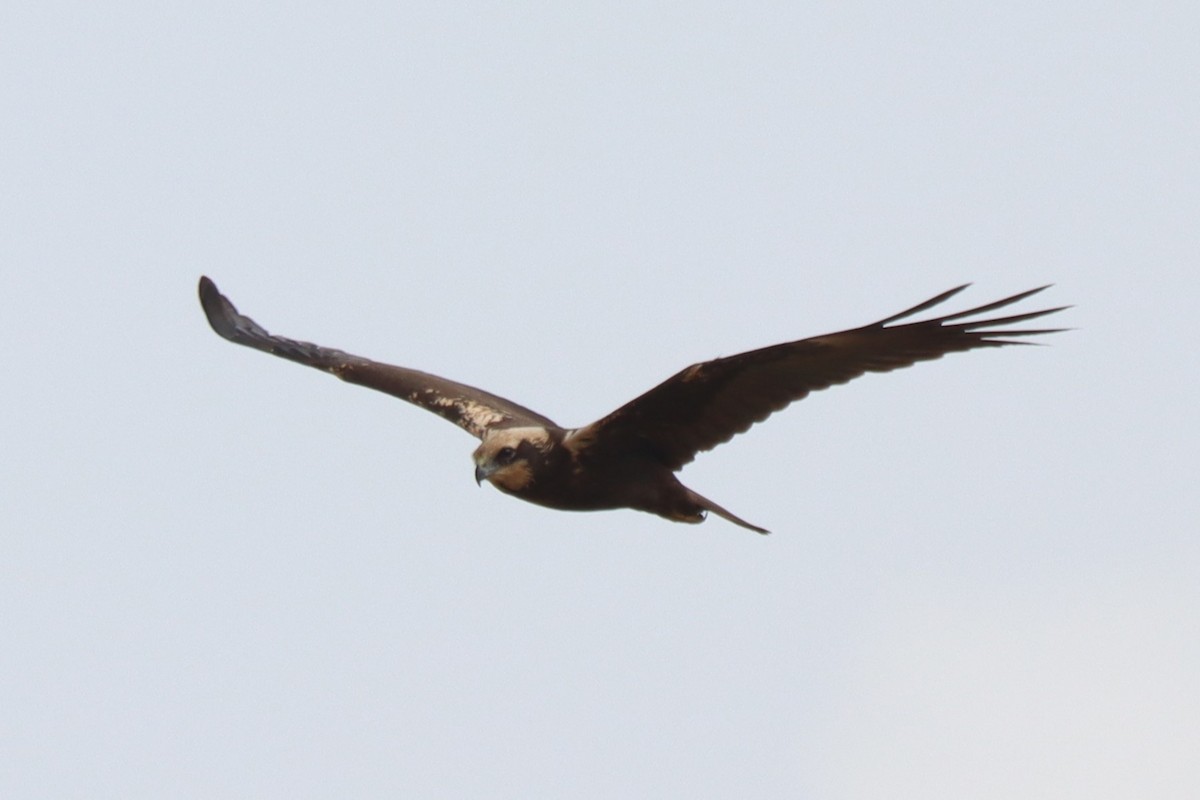 Western Marsh Harrier - ML624181255