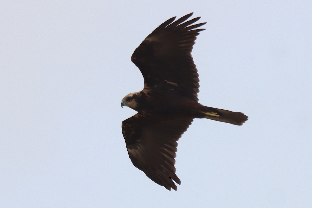 Western Marsh Harrier - ML624181256