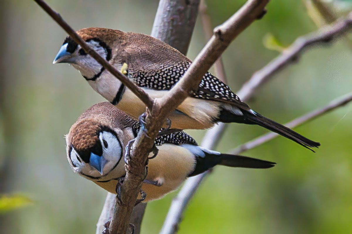 Double-barred Finch - ML624181257