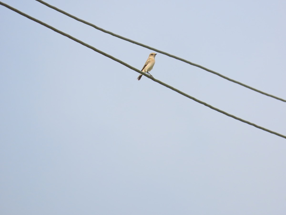 Siberian Stonechat - ML624181258