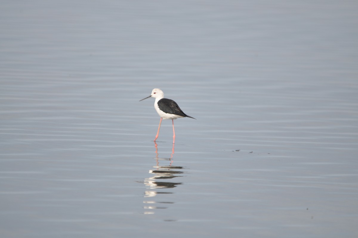 Black-winged Stilt - ML624181259