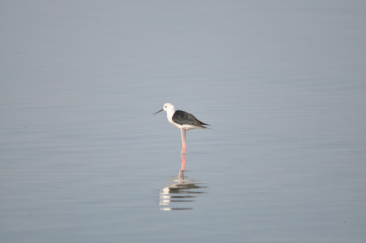 Black-winged Stilt - ML624181260