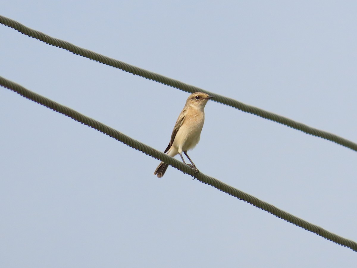 Siberian Stonechat - ML624181261