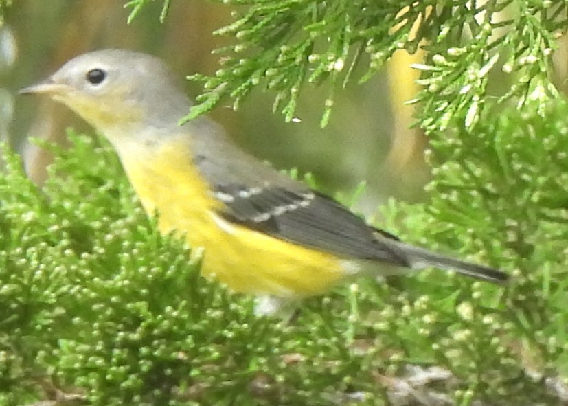 Magnolia Warbler - ML624181262