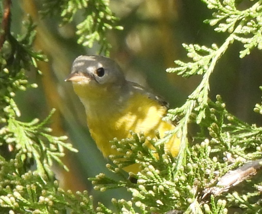 Magnolia Warbler - ML624181263