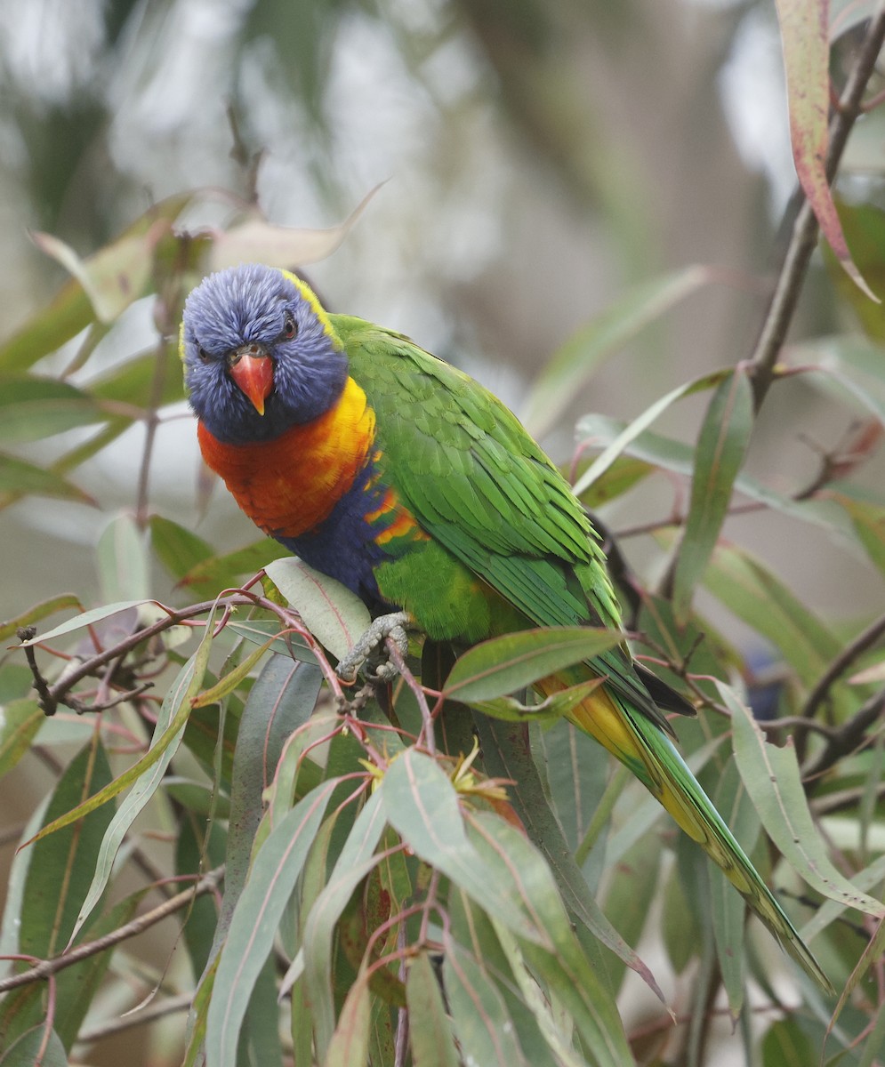 Rainbow Lorikeet - ML624181266