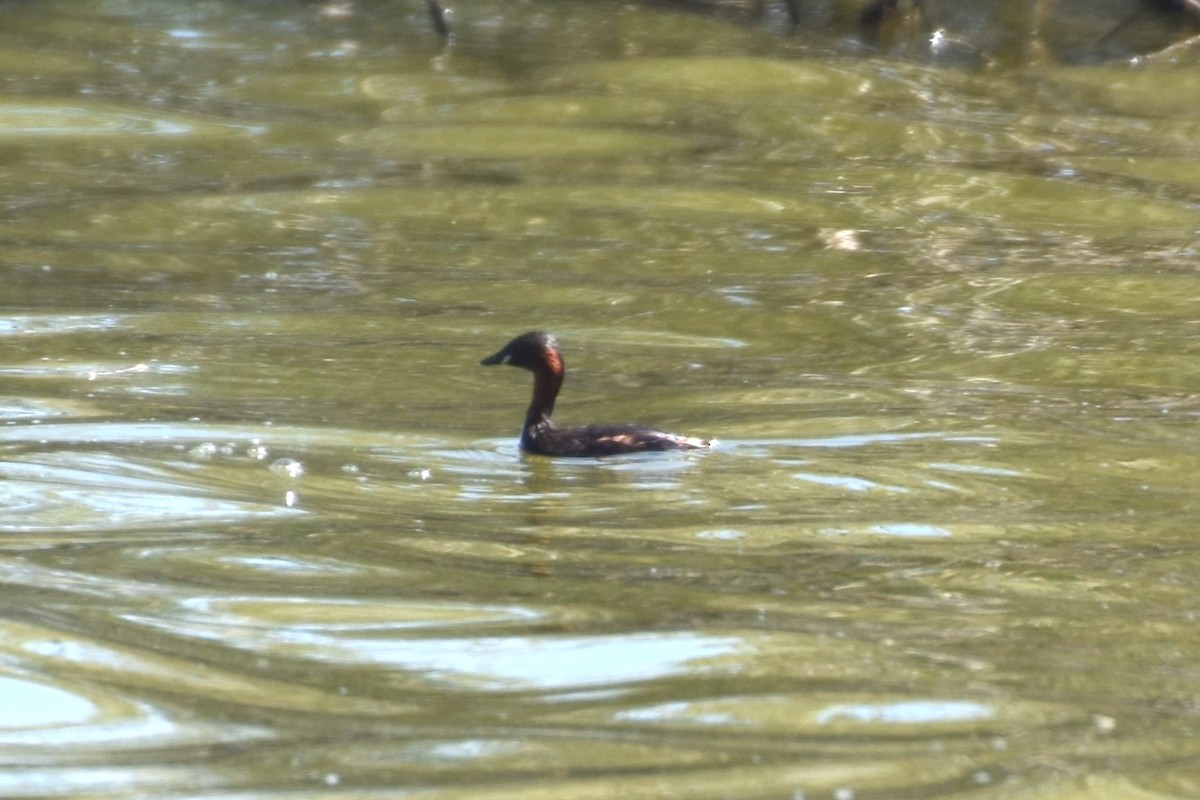 Little Grebe - ML624181267