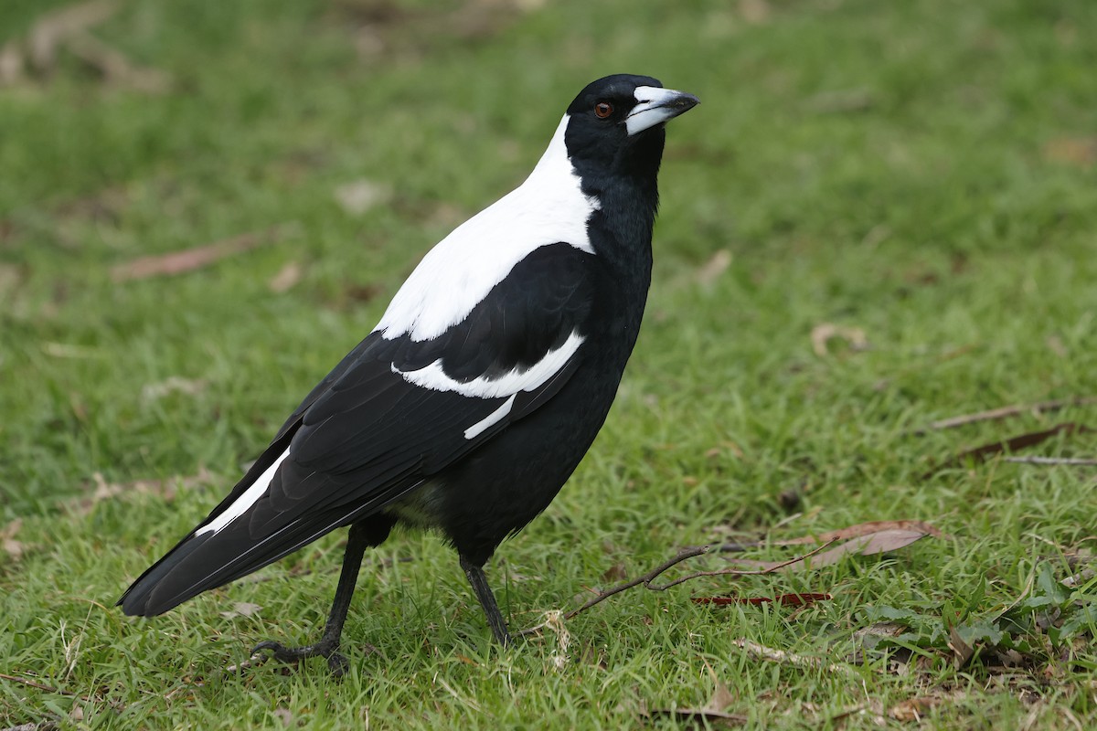 Australian Magpie - ML624181269