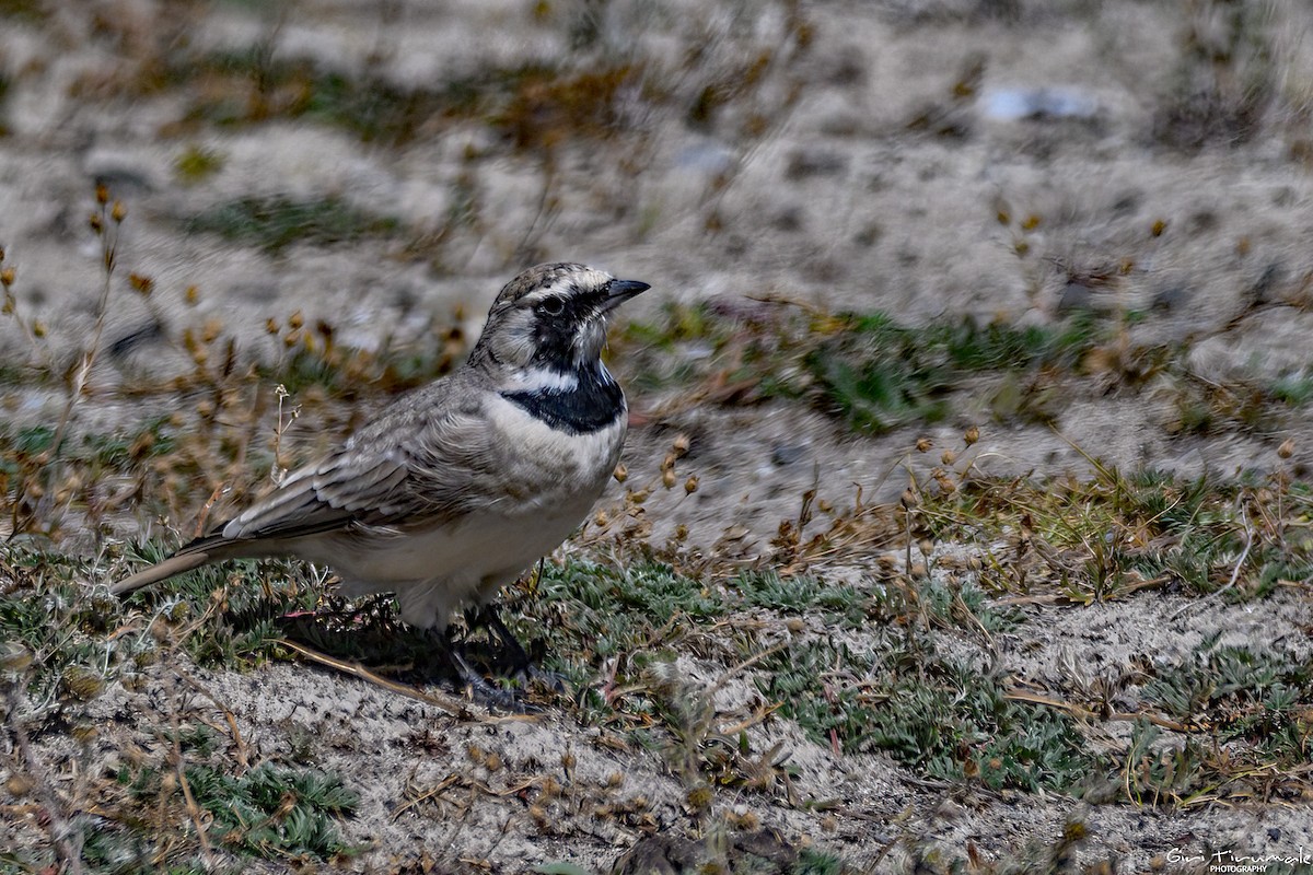 Horned Lark - ML624181270