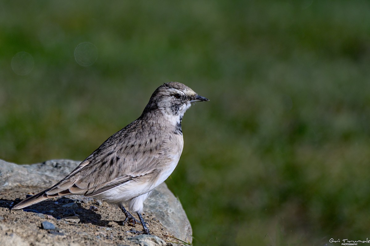 Horned Lark - ML624181271