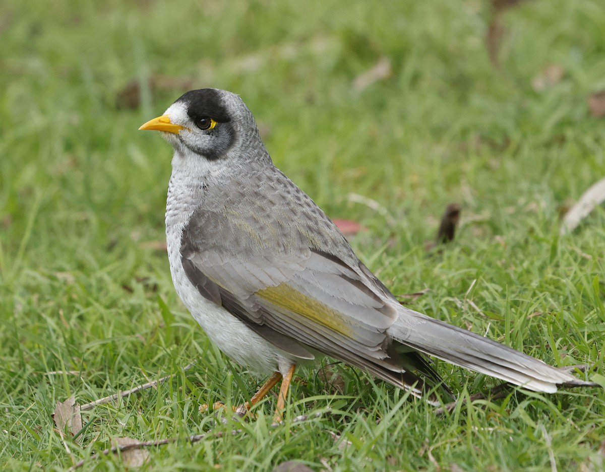 Noisy Miner - ML624181273