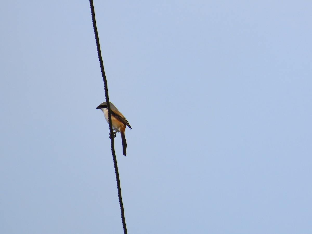 Long-tailed Shrike - ML624181274