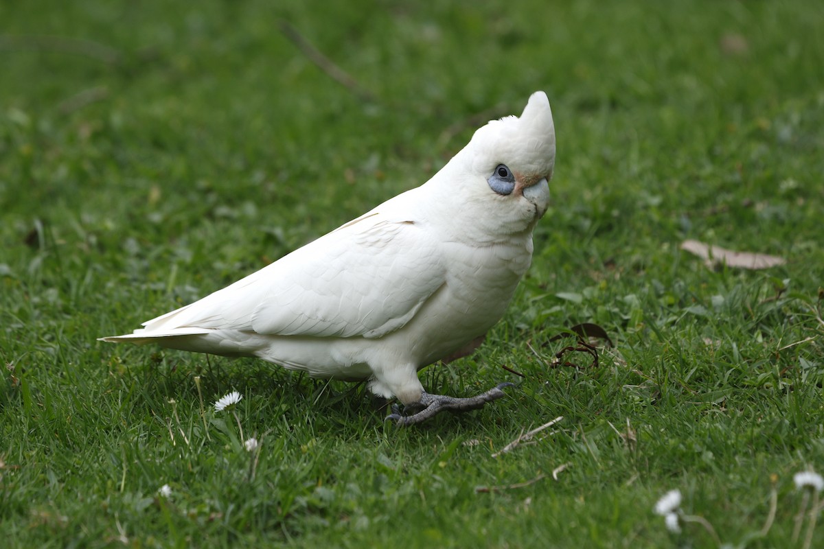 Little Corella - ML624181275