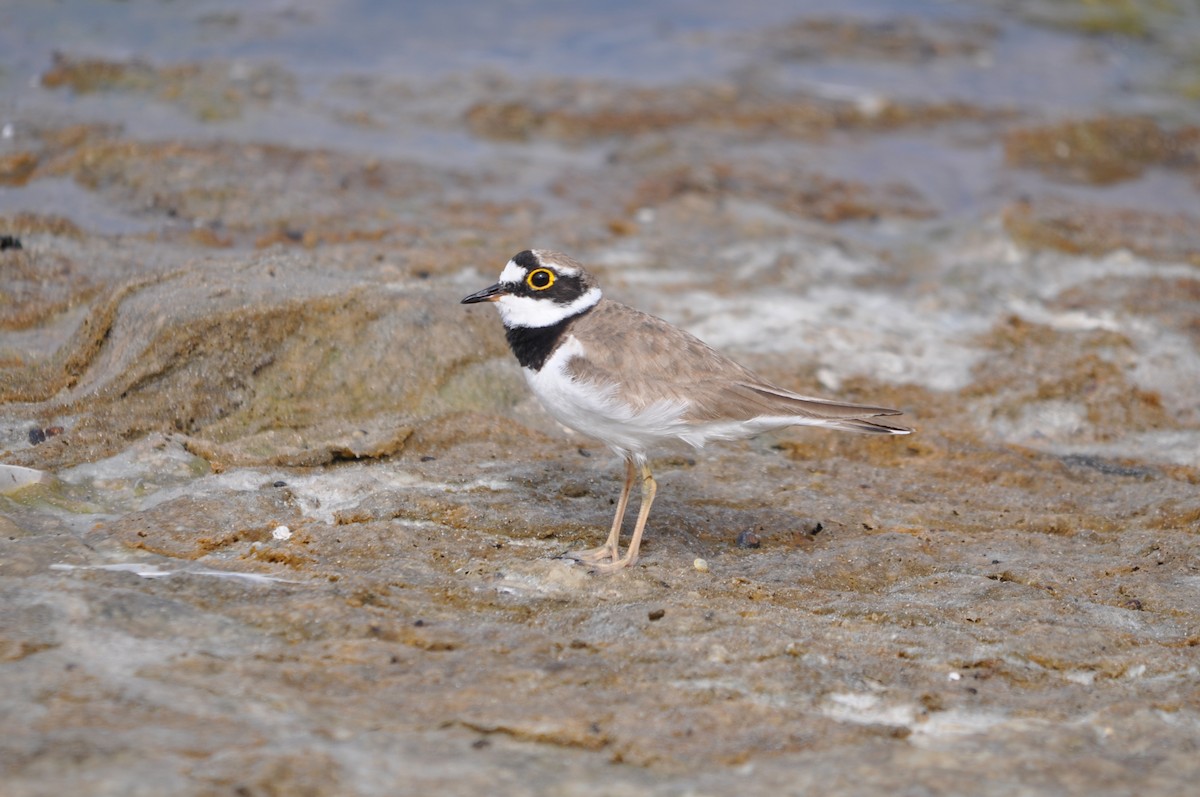 Little Ringed Plover - ML624181276