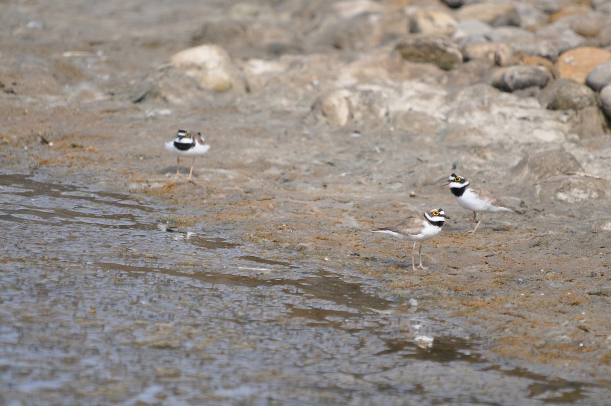 Little Ringed Plover - ML624181277