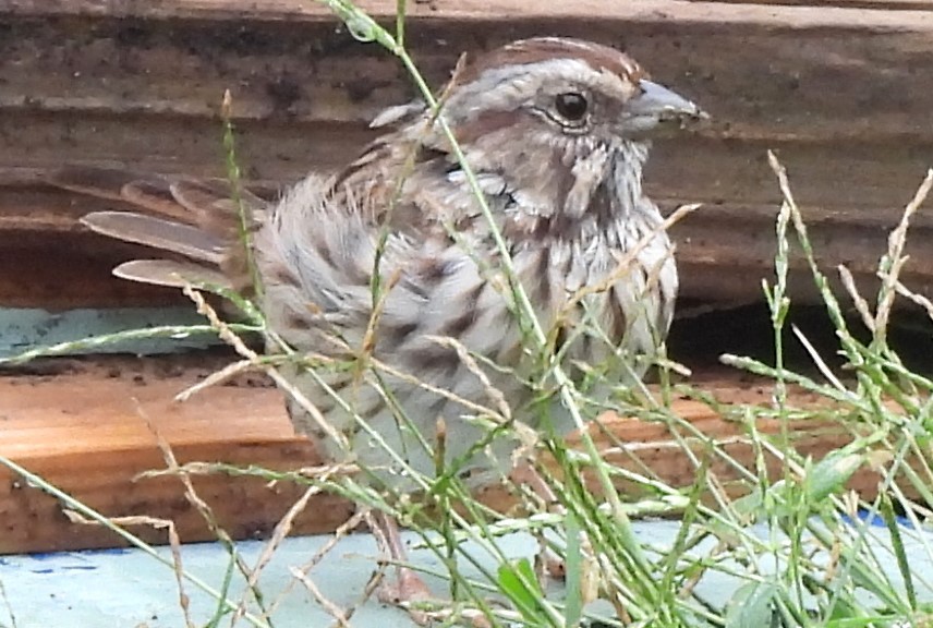 Song Sparrow - ML624181278