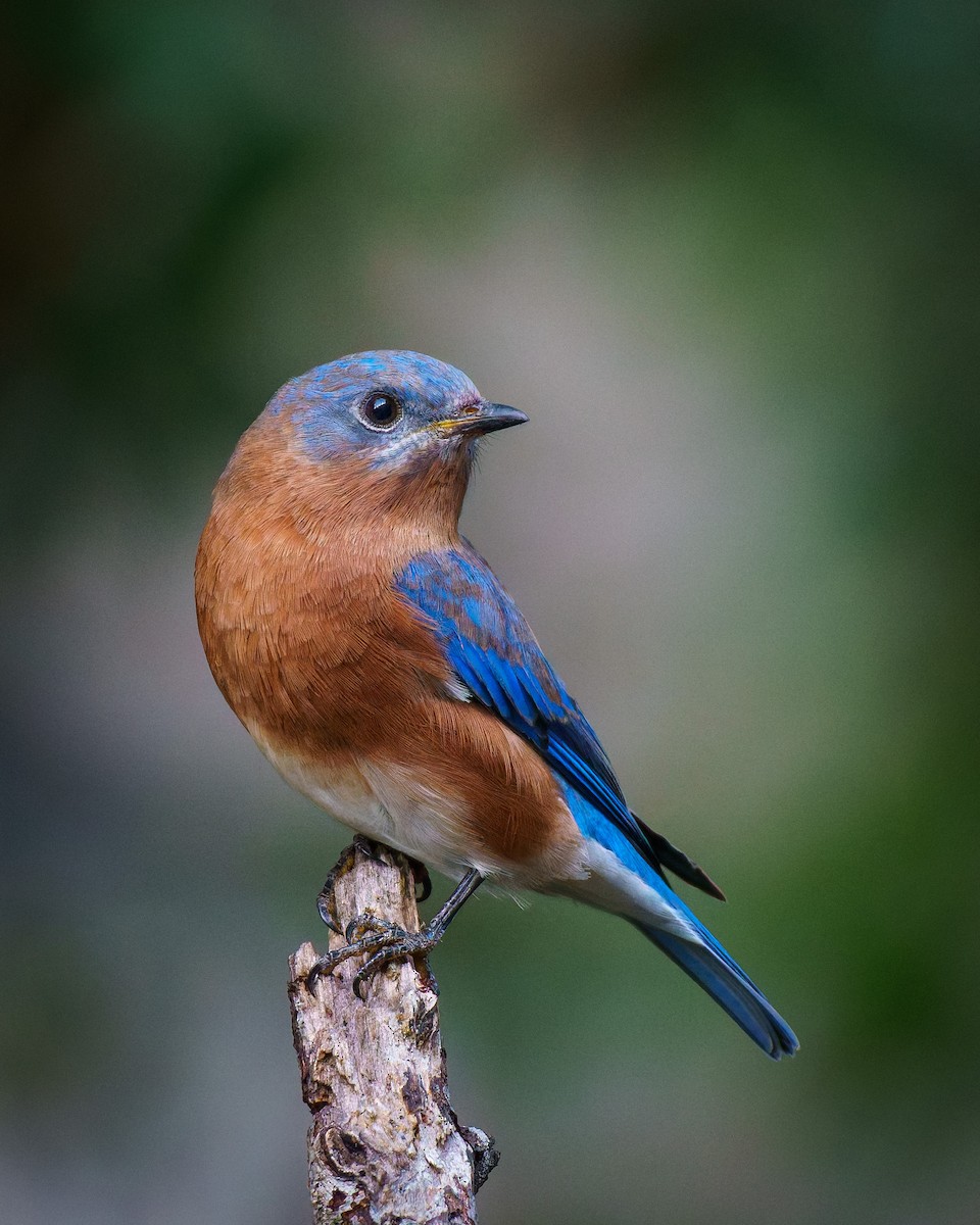 Eastern Bluebird - ML624181280