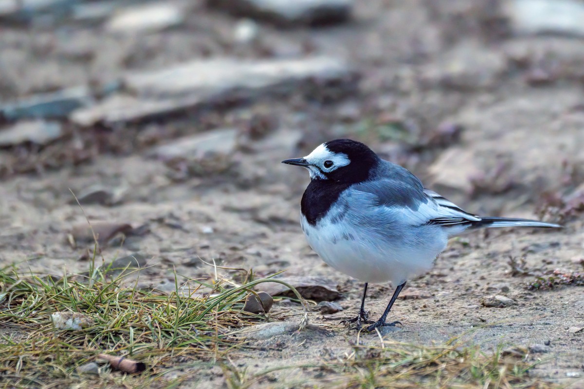 White Wagtail - ML624181281