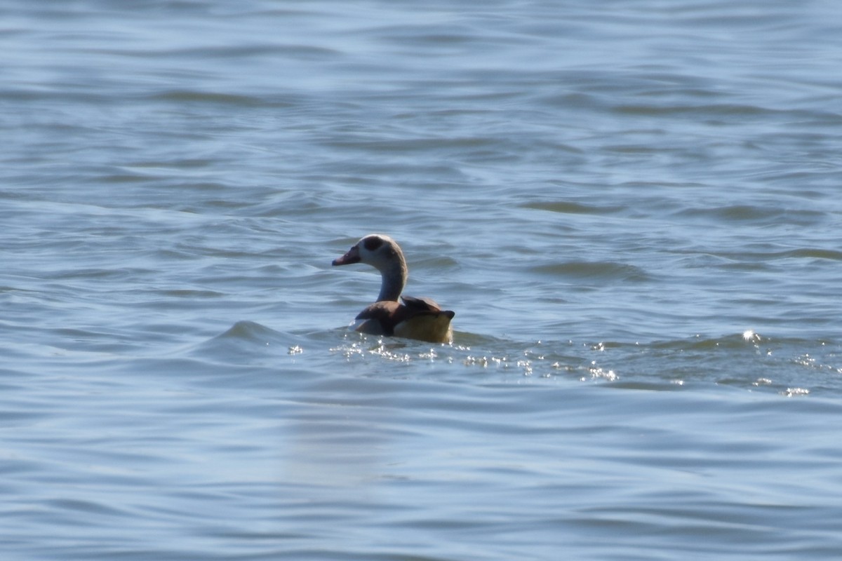 Egyptian Goose - ML624181282