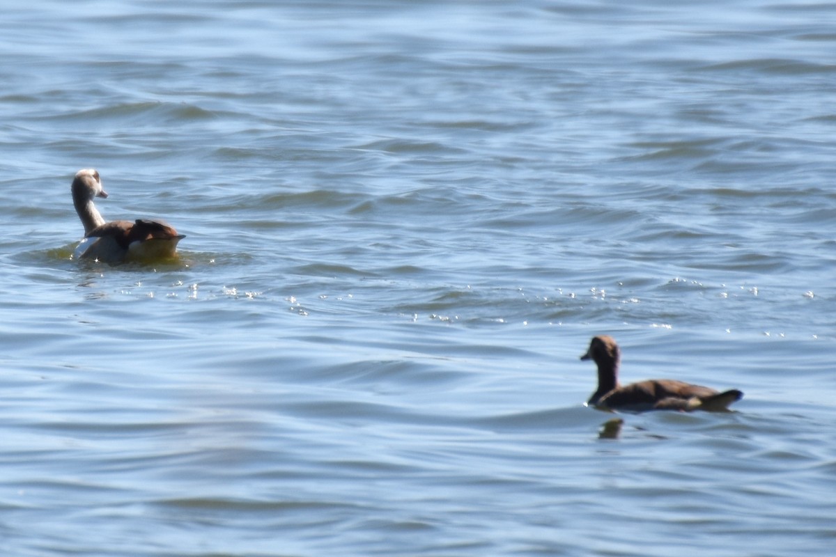 Egyptian Goose - ML624181283